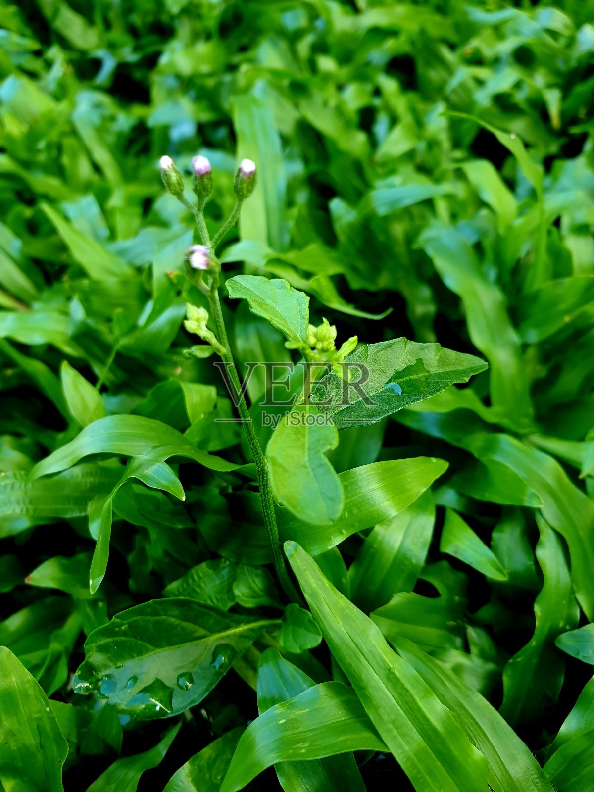 日本草照片摄影图片