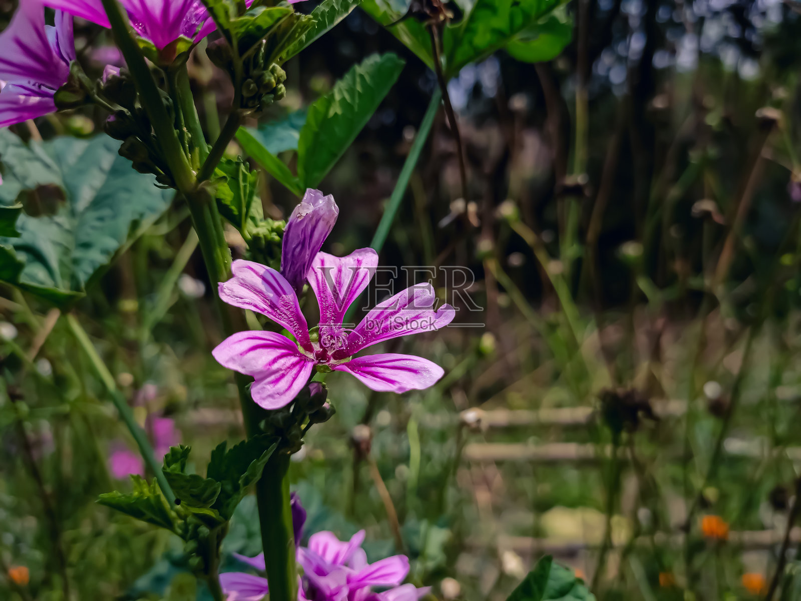 锦葵是锦葵科一年生、二年生和多年生草本植物的一个属，约25-30种。照片摄影图片