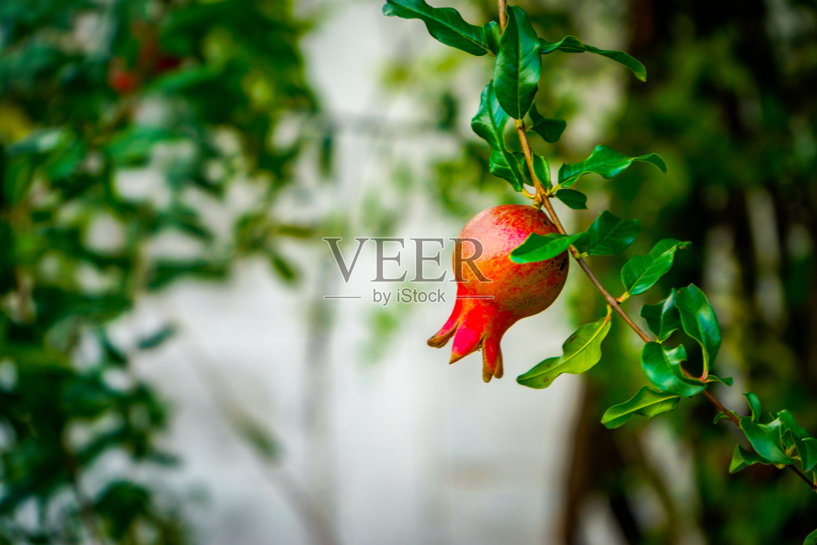 石榴照片摄影图片