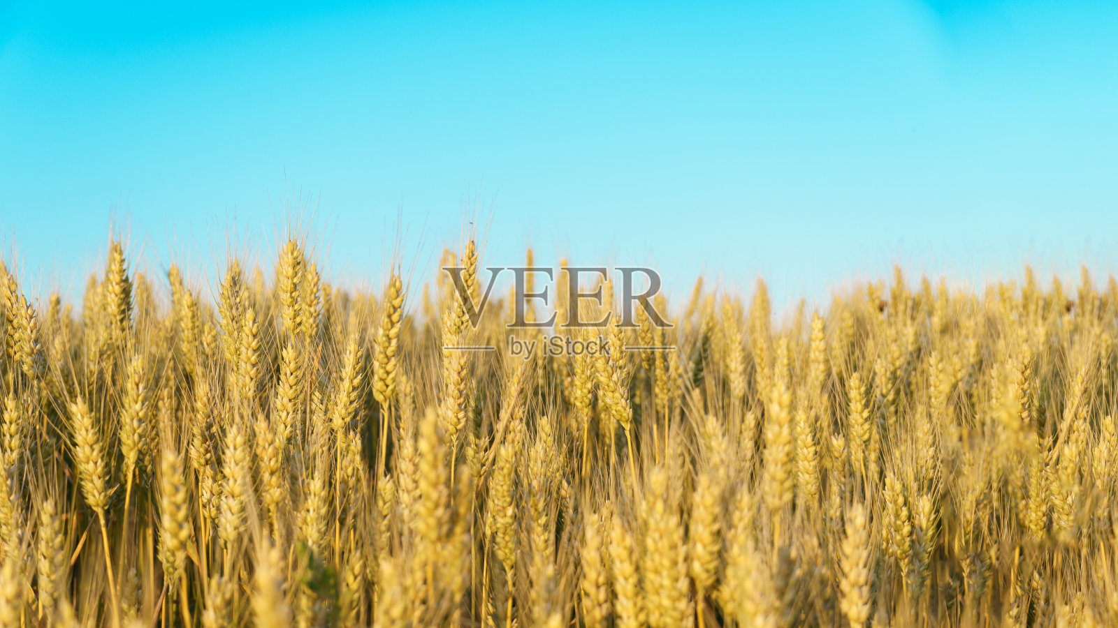 蓝色天空映衬着成熟的黄色小麦。照片摄影图片