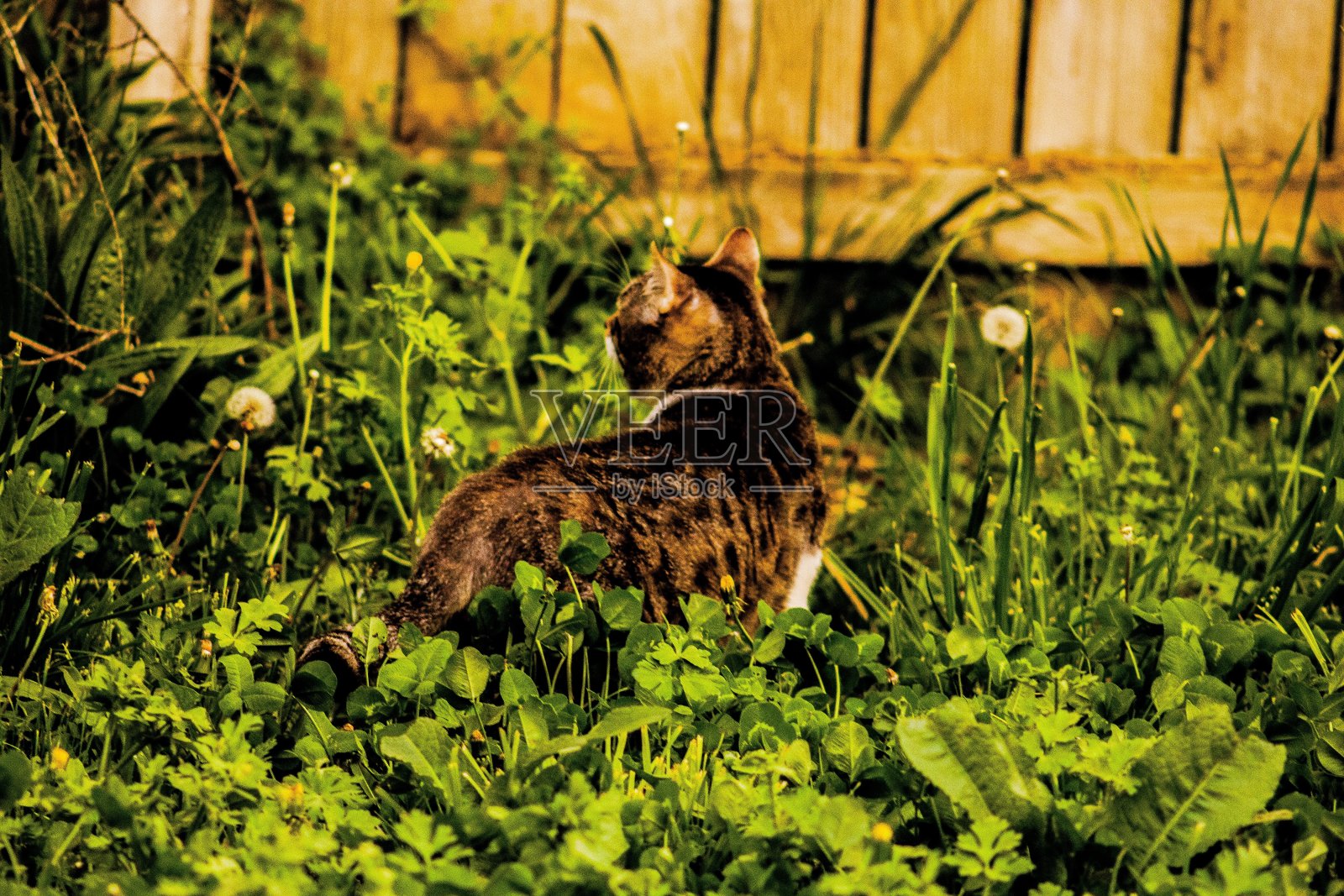 猫照片摄影图片