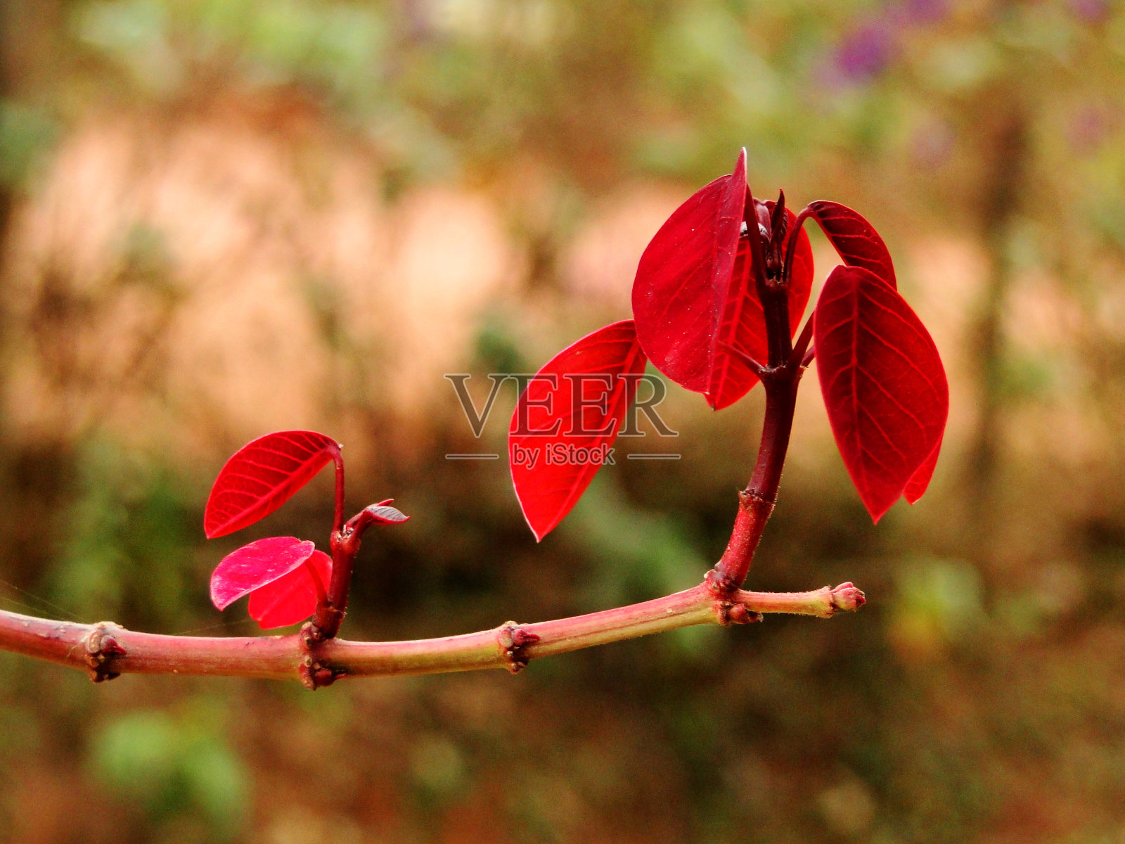 红叶分支照片摄影图片