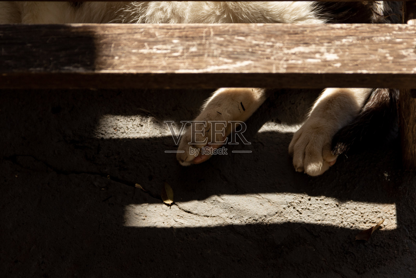 猫在撒谎。照片摄影图片