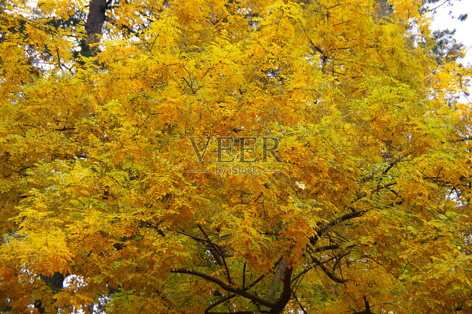 秋叶背景。树上黄色的秋叶照片摄影图片