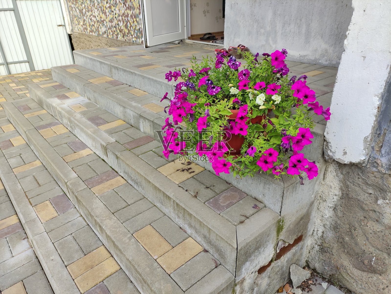 屋前有一盆矮牵牛花照片摄影图片