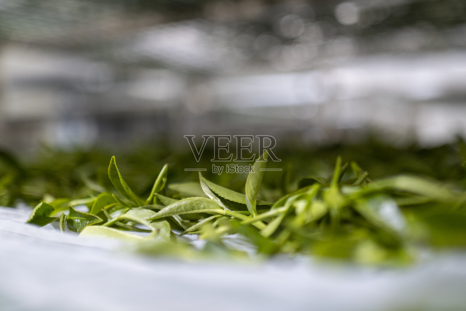 茶叶晒干照片摄影图片