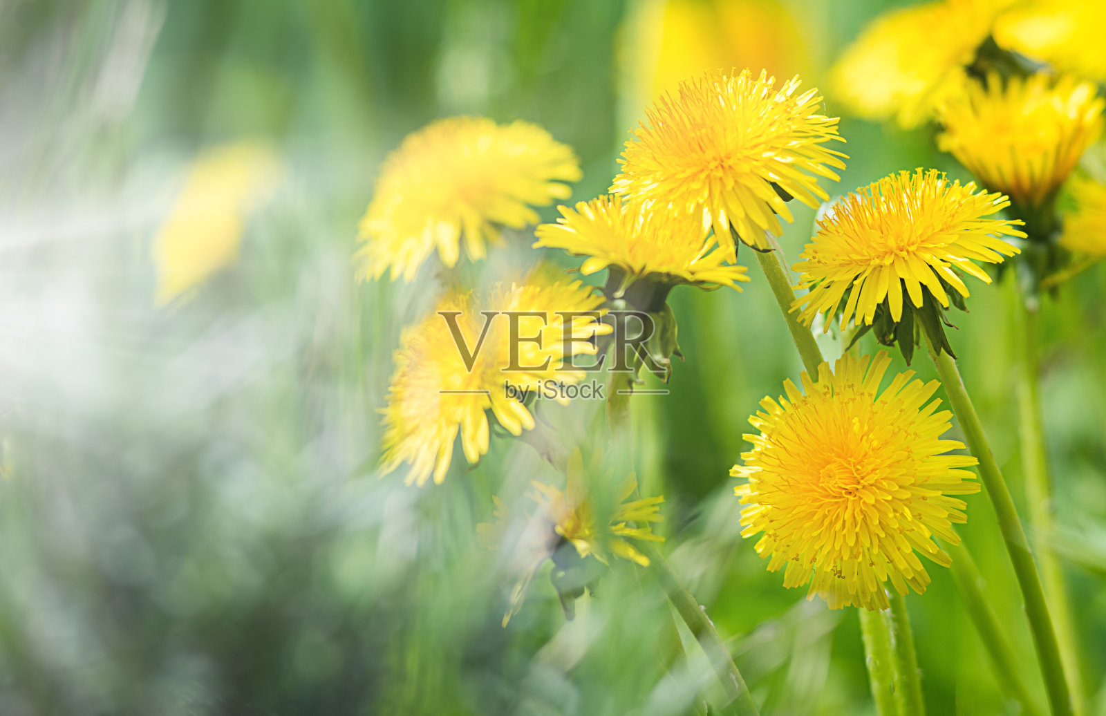 阳光下黄色的蒲公英照片摄影图片