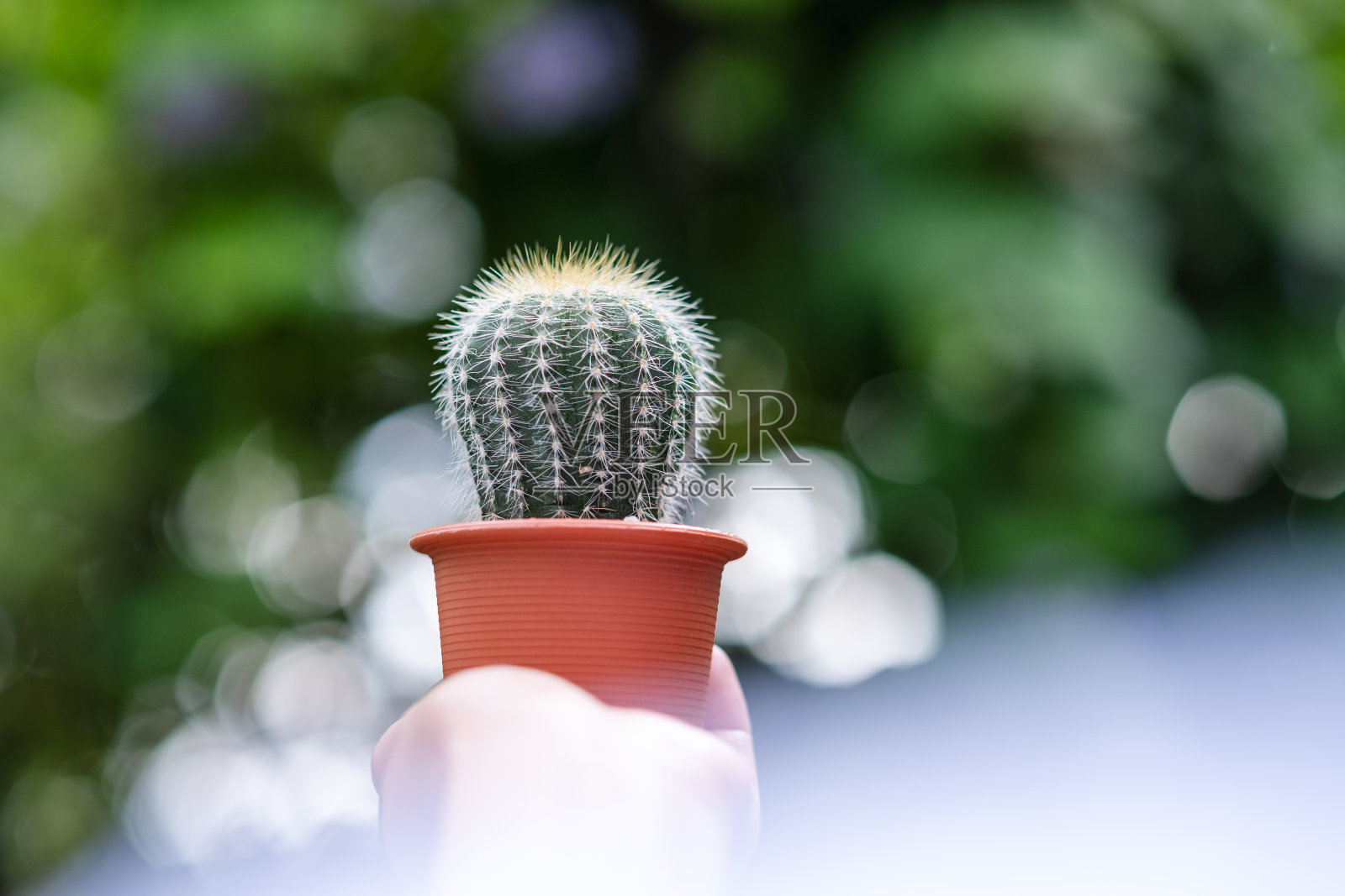 一只手捧着花盆里的仙人掌，自然背景模糊照片摄影图片