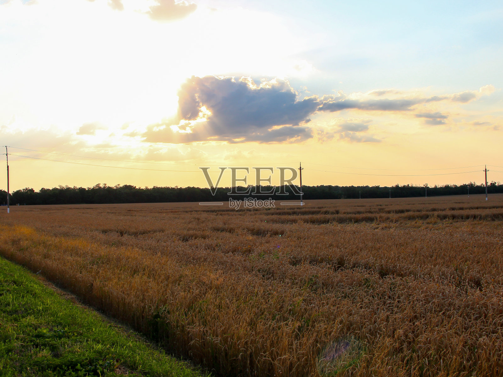 傍晚在麦田里日落照片摄影图片