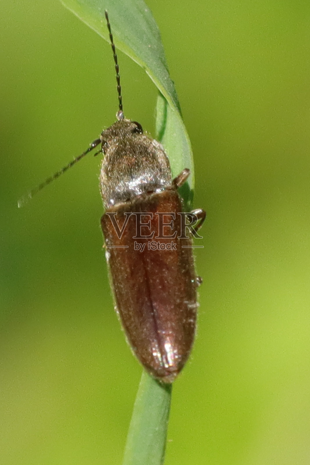 陶平（麻醉出血）照片摄影图片