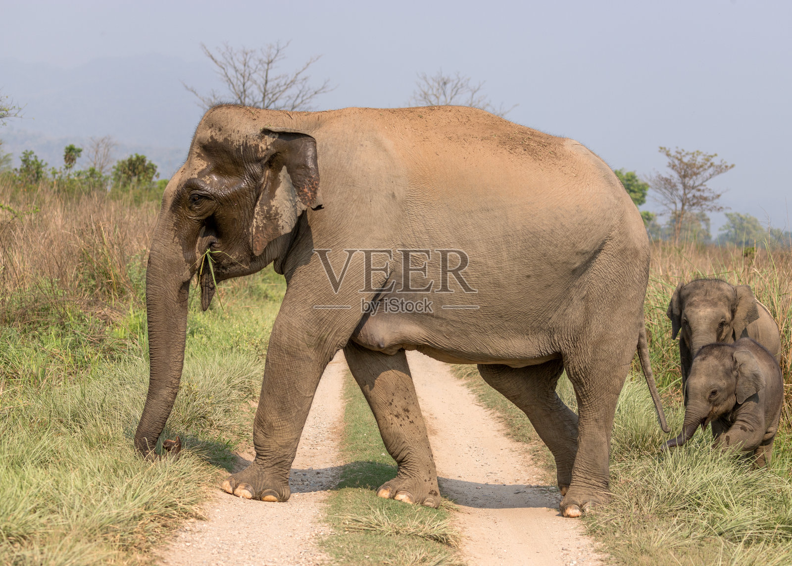 亚洲象和一只小象在丛林小径上。照片摄影图片