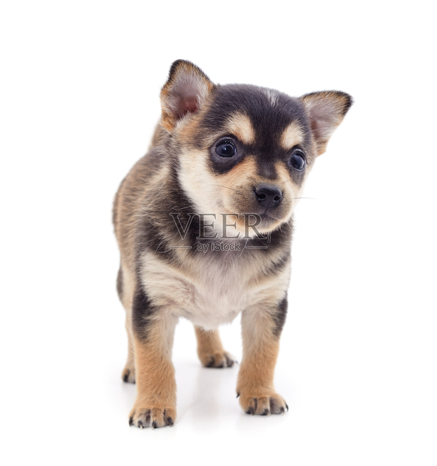 一个小的狗。照片摄影图片