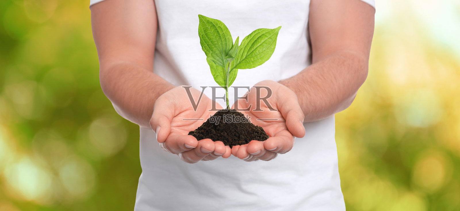 在模糊的背景，旗帜设计上，男子在土壤中抱着小植物的特写。生态保护照片摄影图片