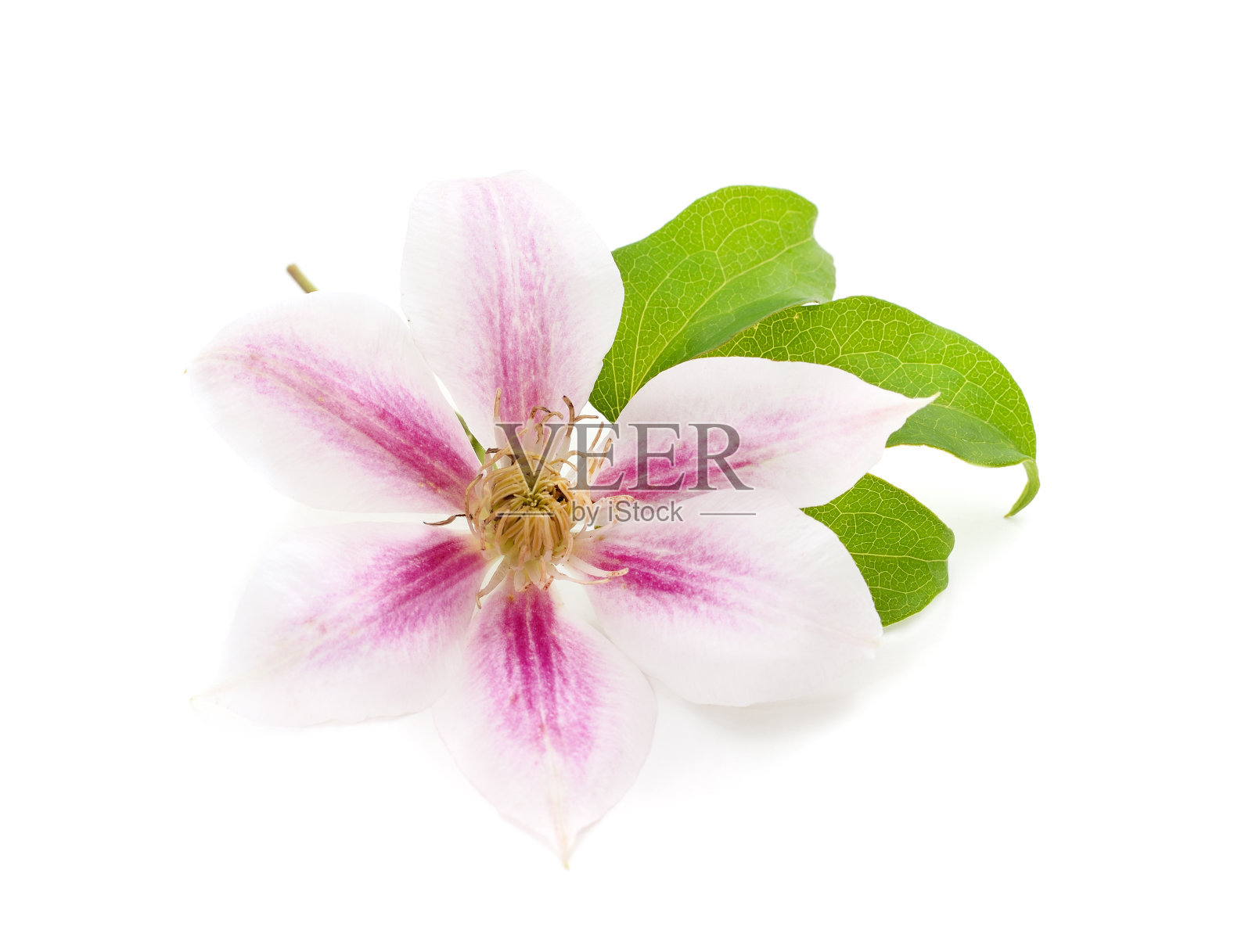 粉红色的铁线莲，叶子是绿色的。照片摄影图片