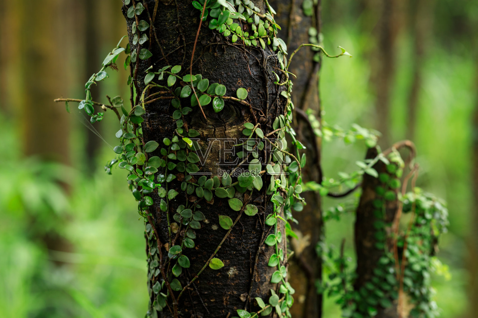 热带森林中缠绕树干的寄生藤蔓照片摄影图片