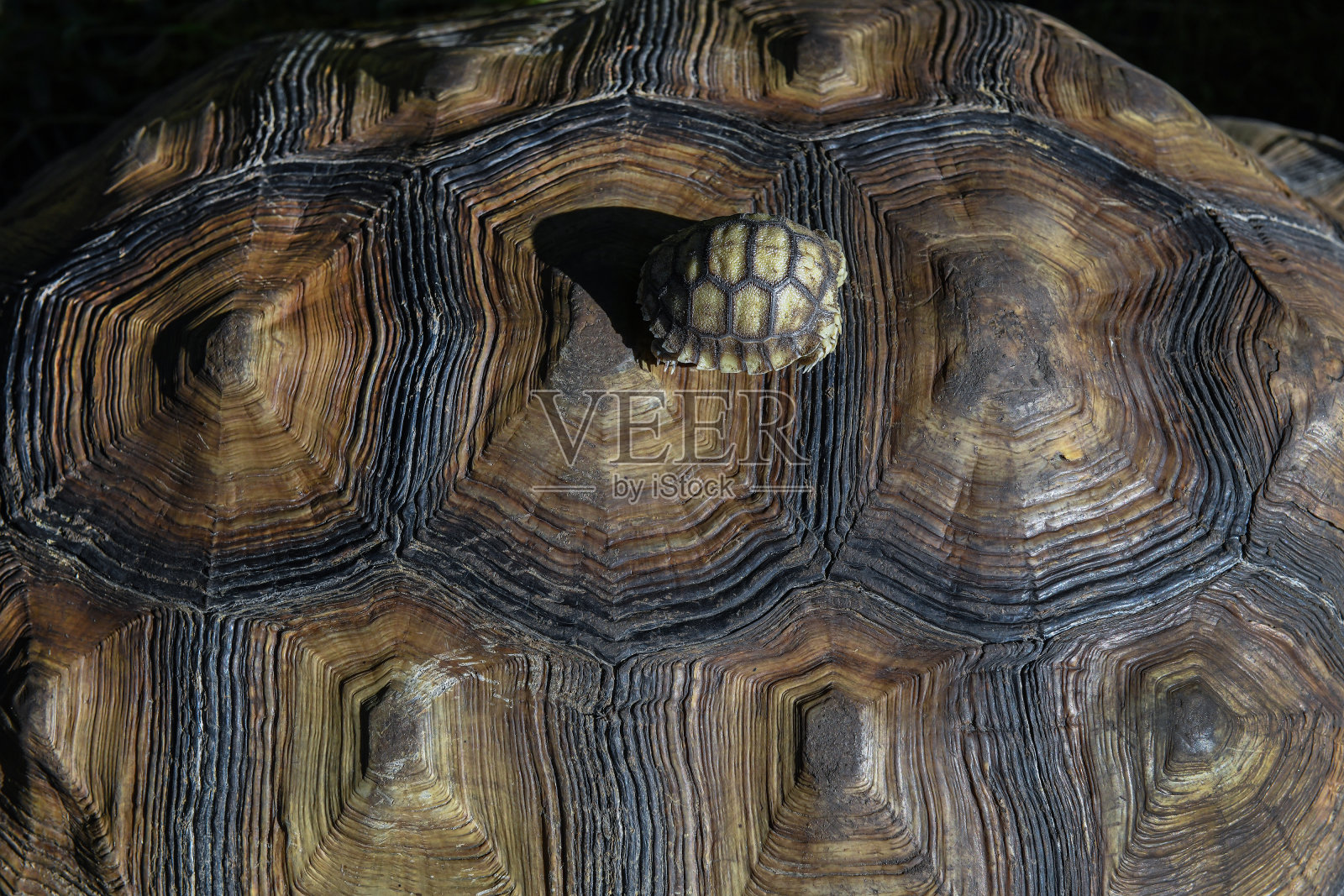 刺激了乌龟照片摄影图片