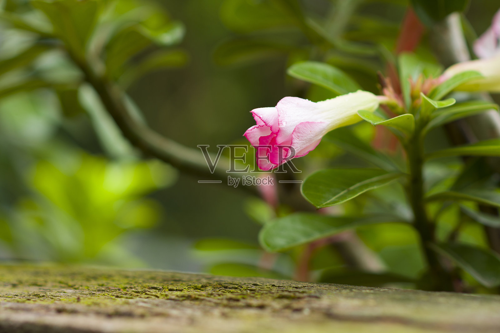 鸡蛋花本质上是水平的。照片摄影图片
