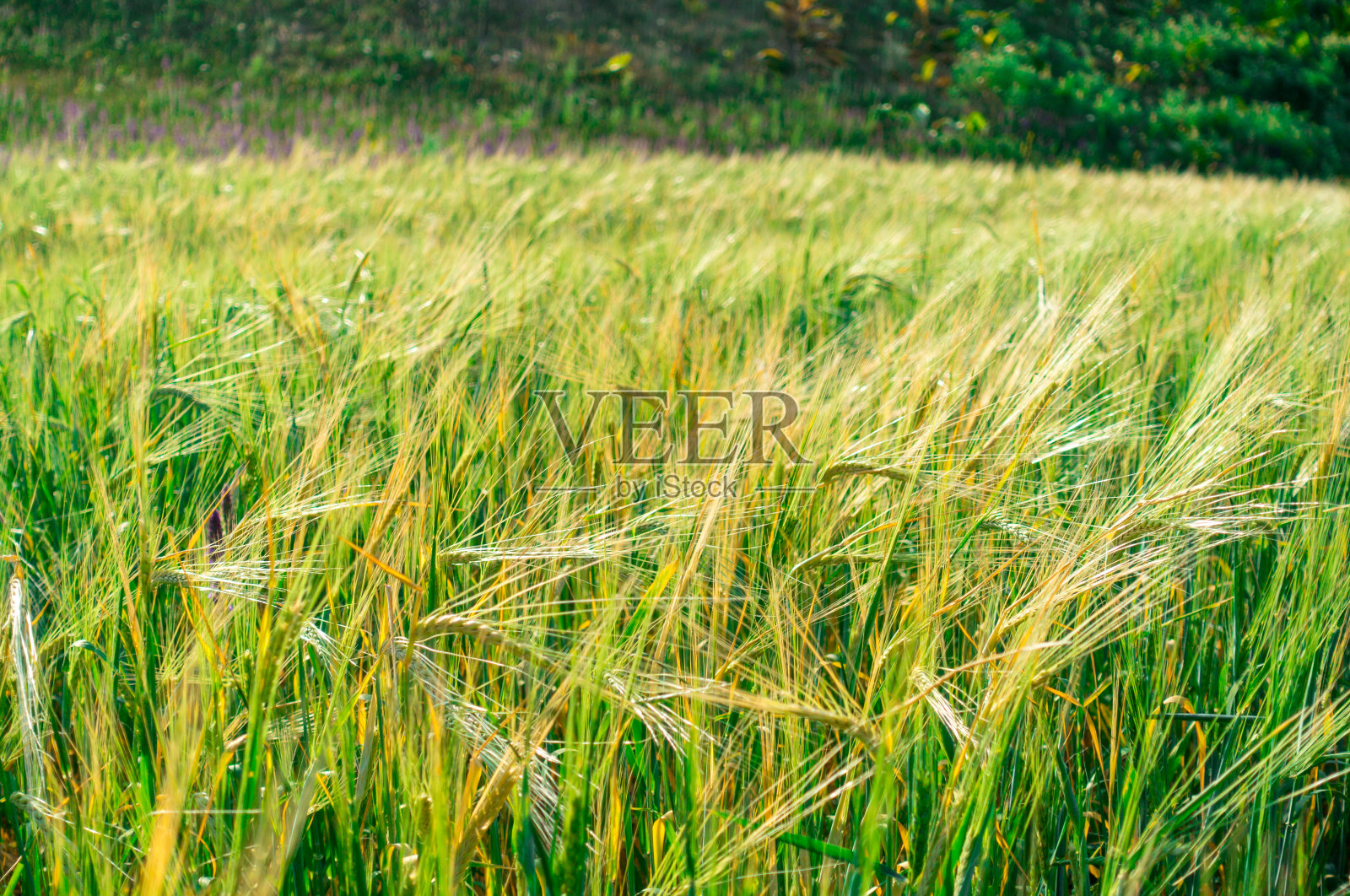 有麦穗的田地。景观与自然背景。农业。收获的面包。照片摄影图片