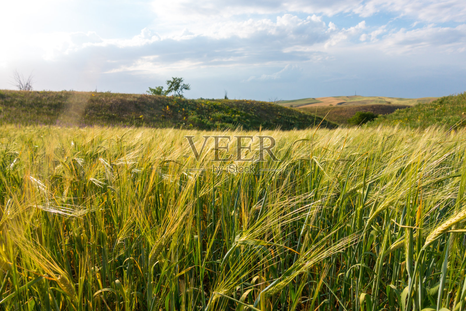 有麦穗的田地。景观与自然背景。农业。收获的面包。照片摄影图片