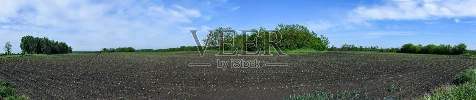 春天的玉米田照片摄影图片