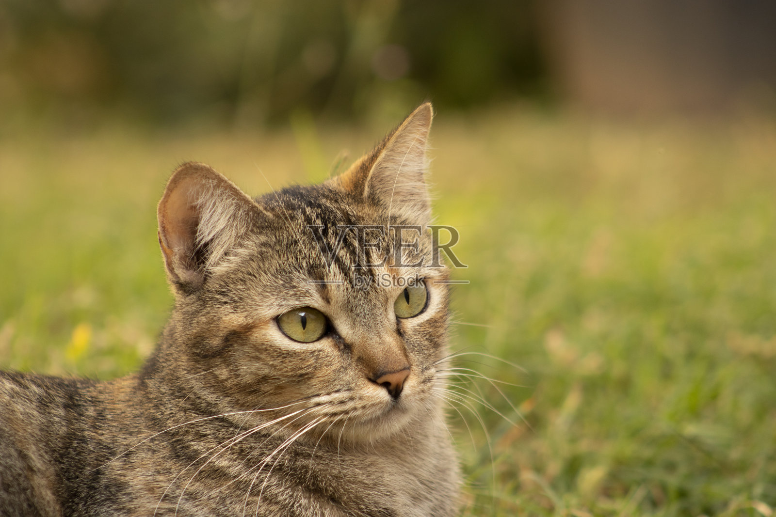 肖像欧洲猫躺在草地上。猫品种在世界各地流行，在一些地区也被称为凯尔特猫。照片摄影图片
