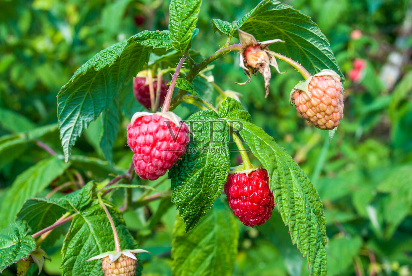未成熟的红覆盆子生长在夏季花园灌木上，选择性集中照片摄影图片