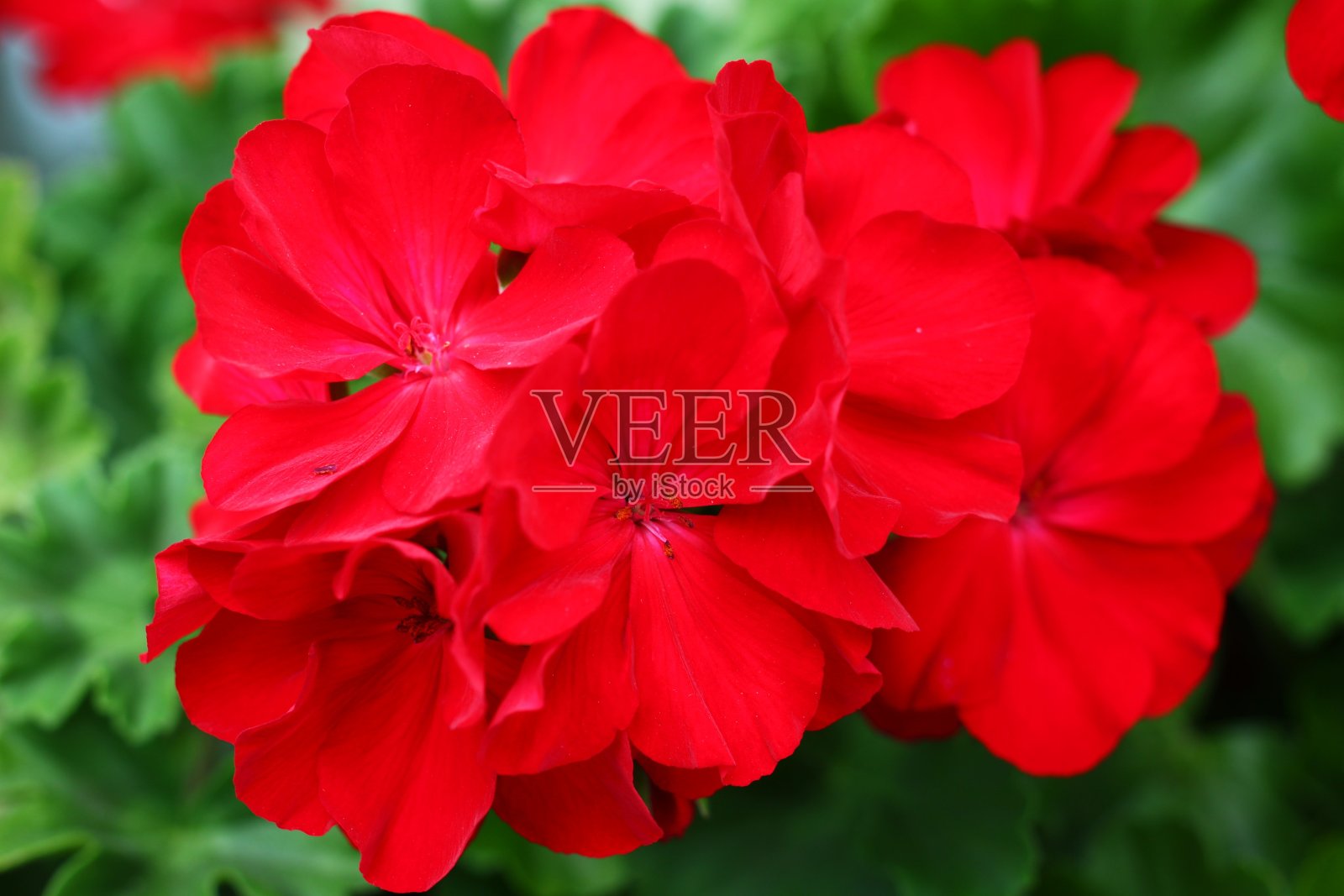 天竺葵红色花朵近处照片摄影图片