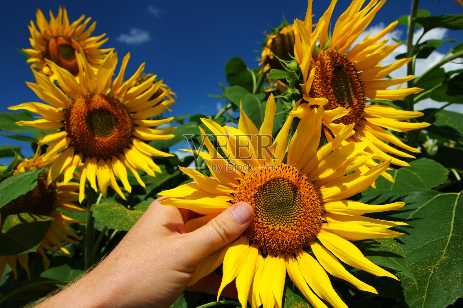 向日葵种植园在夏天生长照片摄影图片
