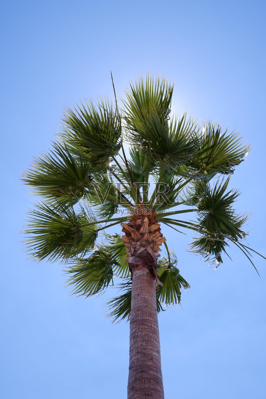 近距离拍摄的棕榈树背后的阳光和蓝天照片摄影图片