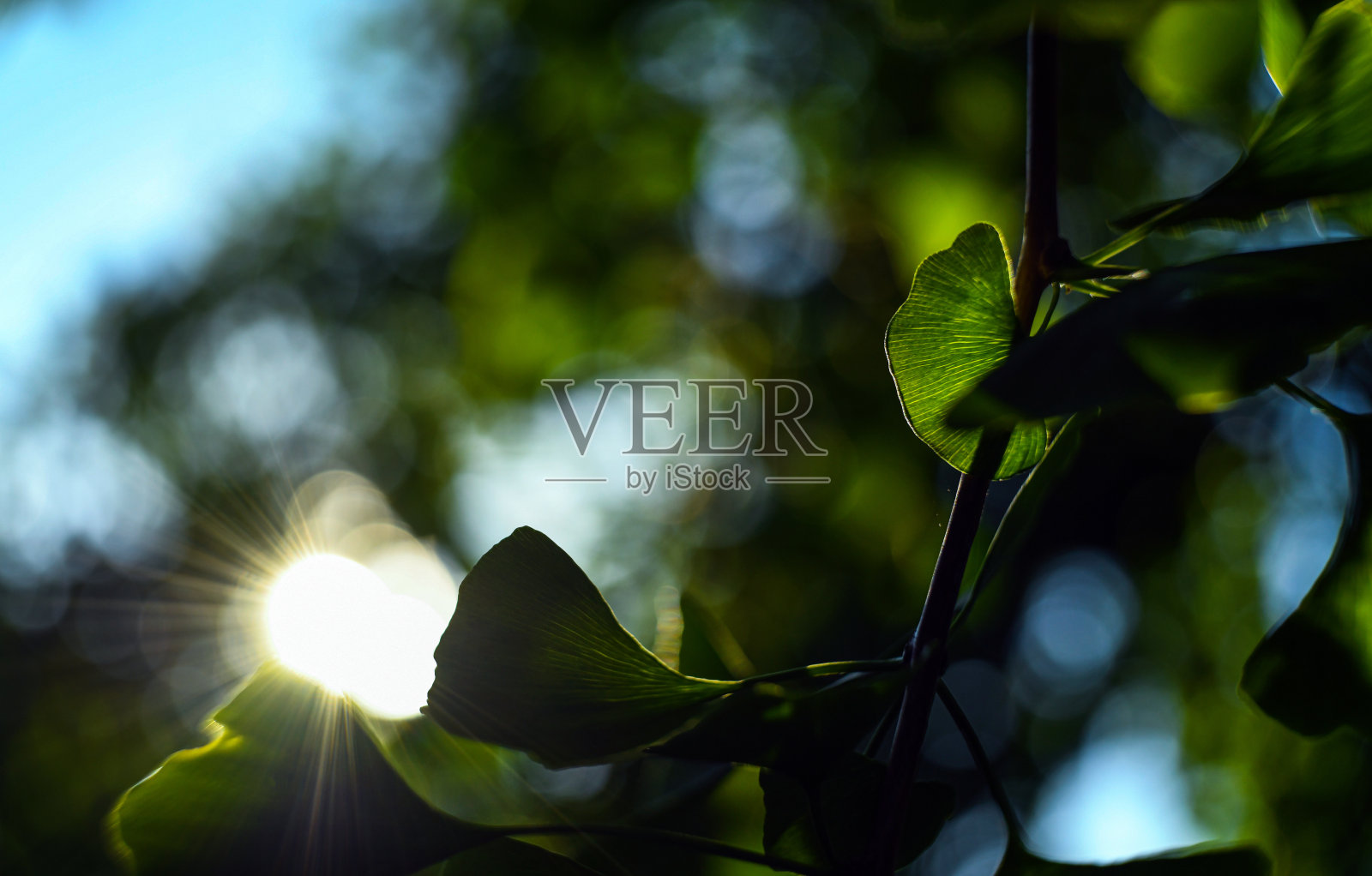 银杏树的叶子在阳光下照片摄影图片