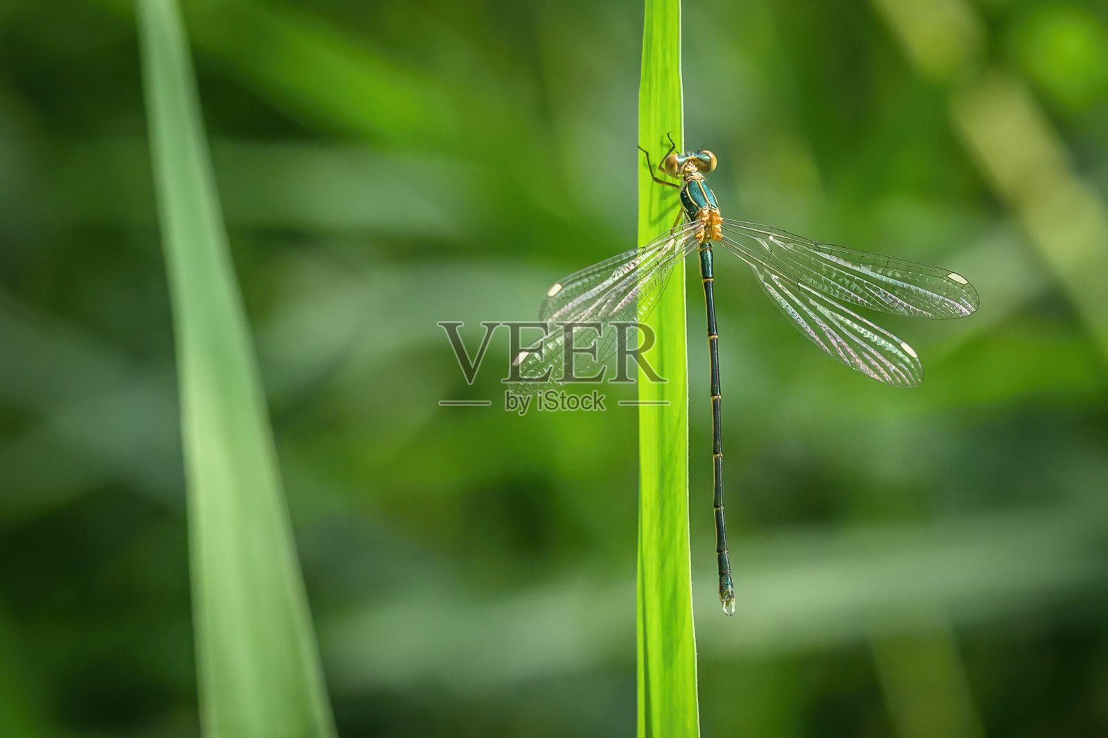 一只绿色、黄色和棕色的细豆娘照片摄影图片