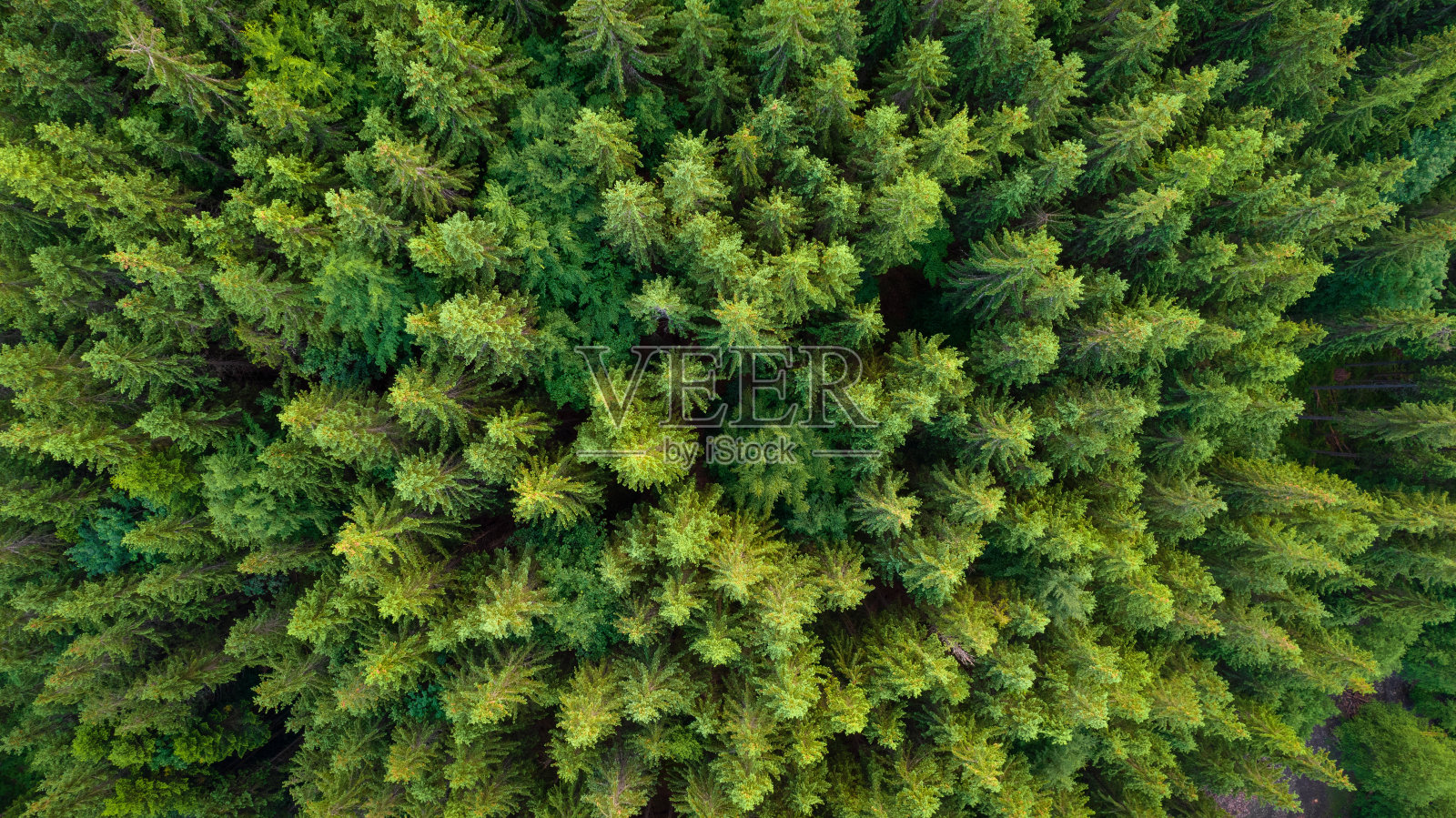 原始云杉森林鸟瞰图照片摄影图片