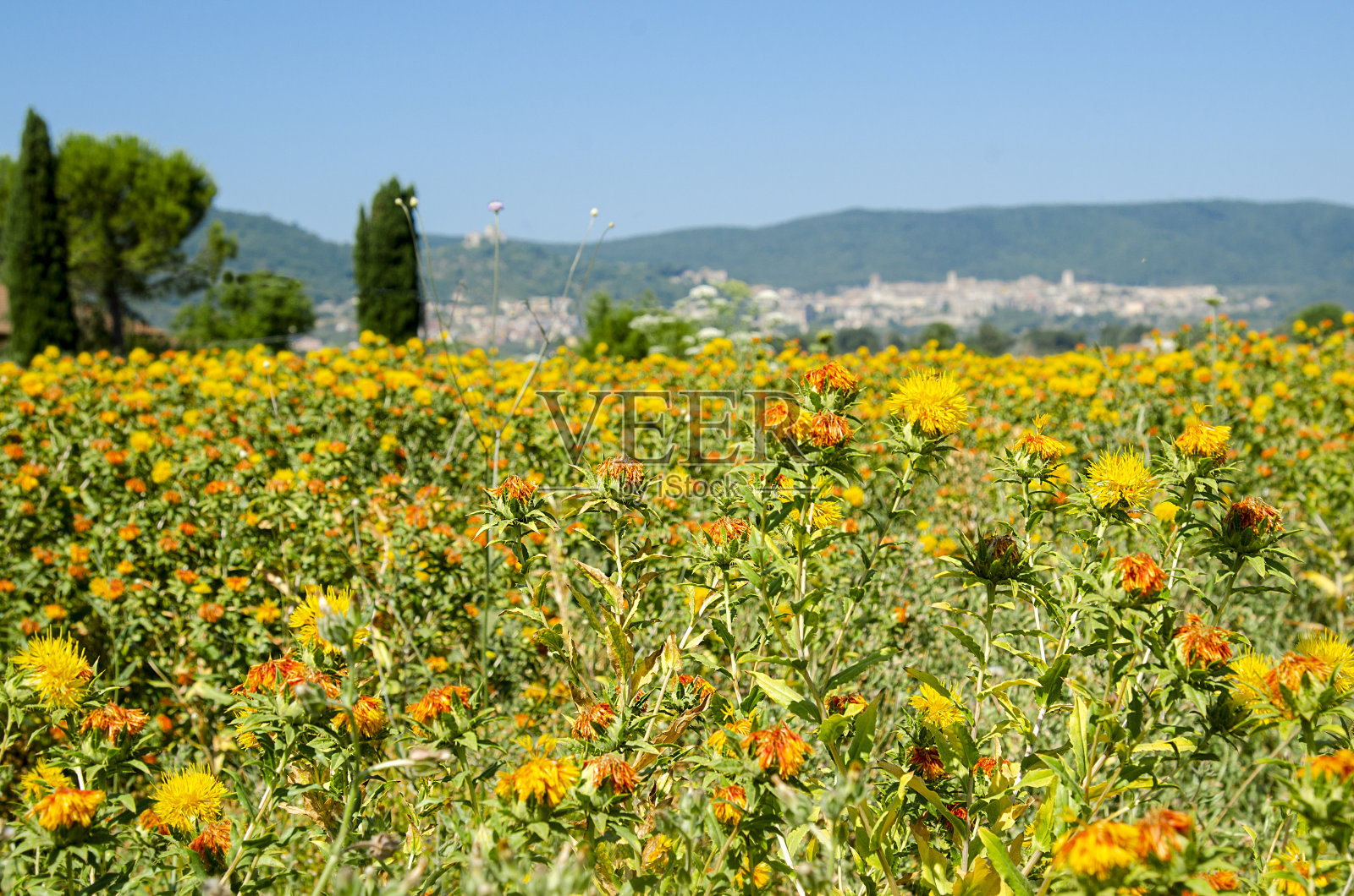 这片土地，红红花，纳尔尼照片摄影图片