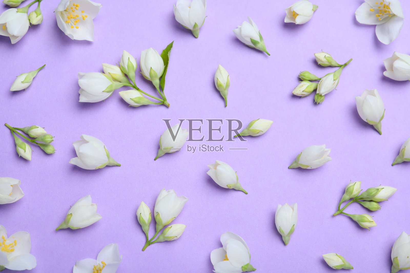 平铺构图与美丽的茉莉花在丁香的背景照片摄影图片