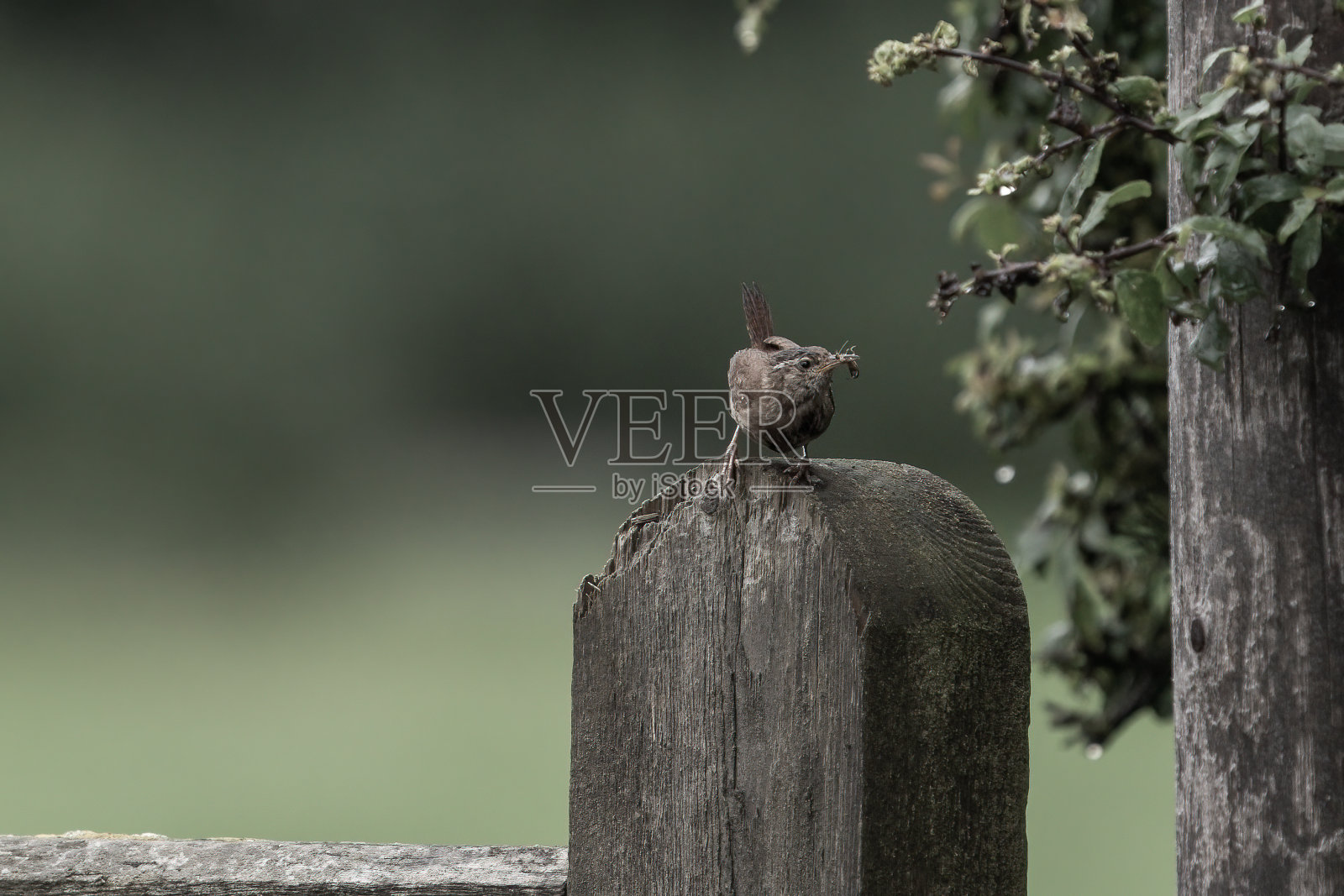 6月在英国萨默塞特，鹪鹩坐在门柱上的软焦点背景照片摄影图片