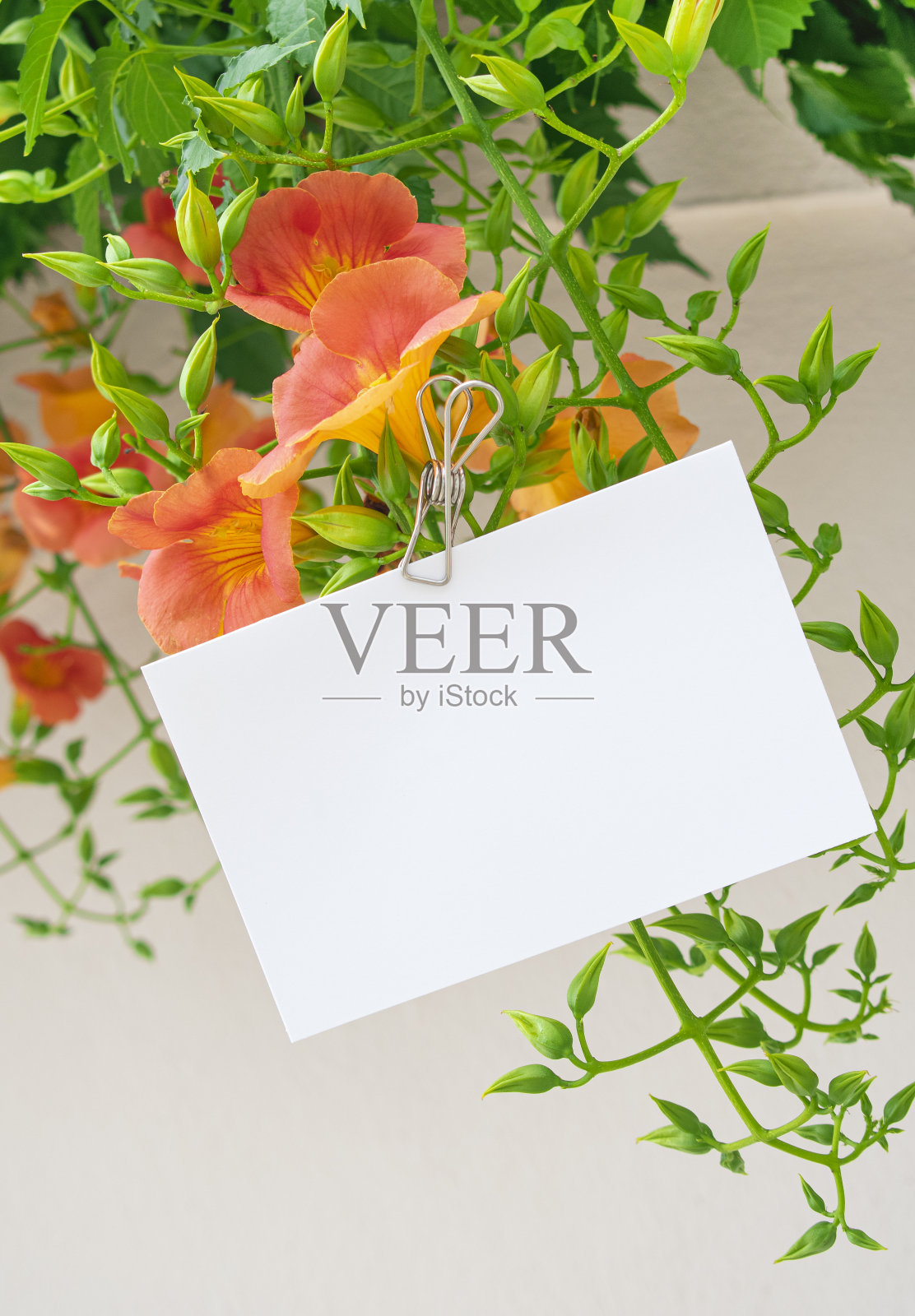 橙花和卡片模型照片摄影图片