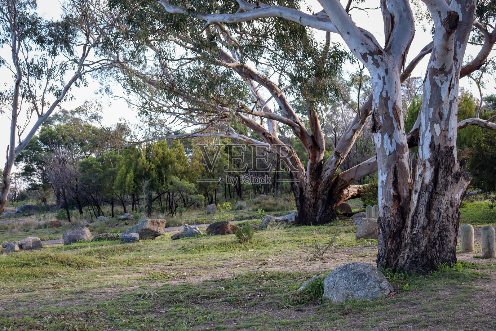 公园里的桉树照片摄影图片