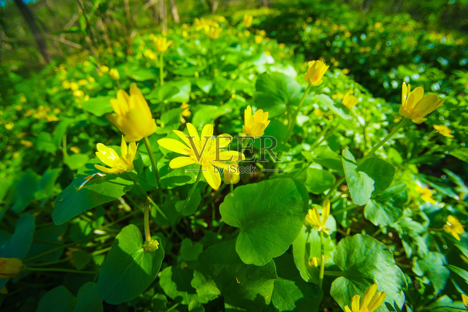 明亮的绿色背景与美丽的春天黄花照片摄影图片