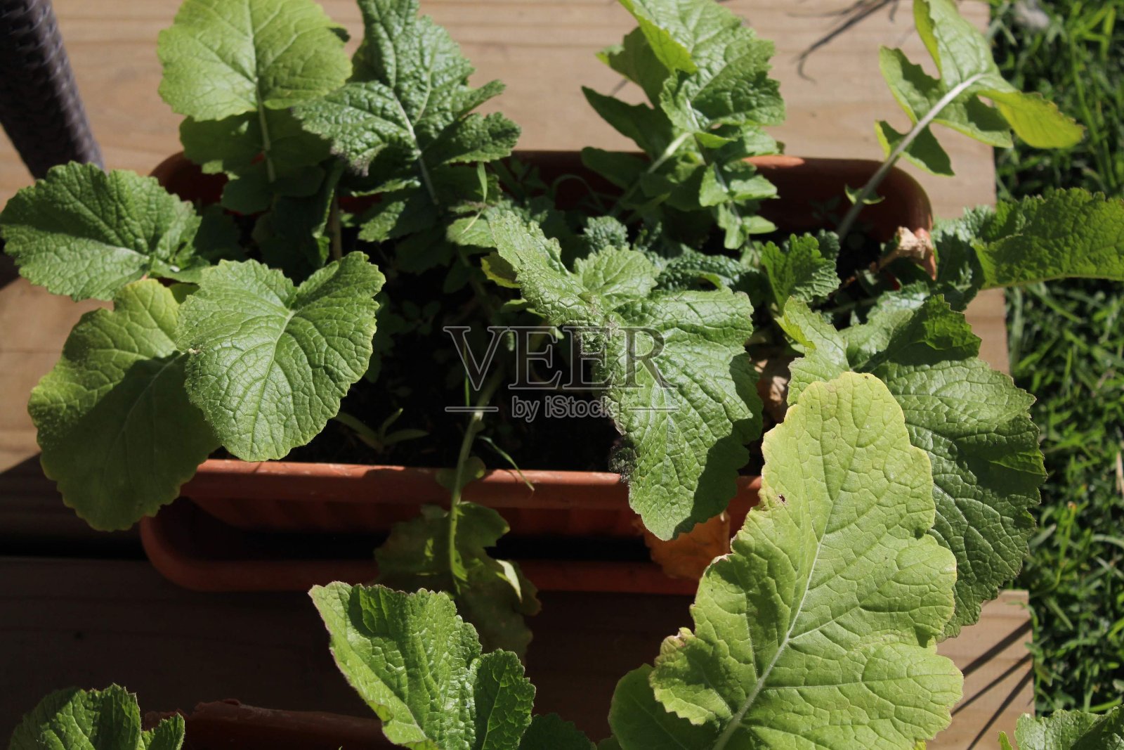 萝卜照片摄影图片