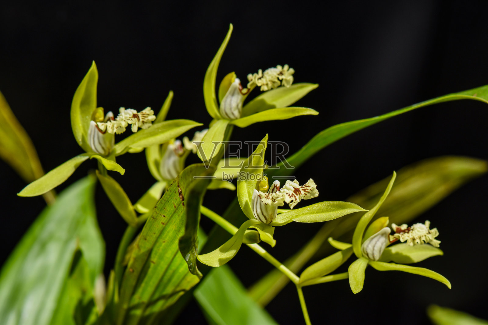 来自印度尼西亚加里曼丹的兰花品种照片摄影图片
