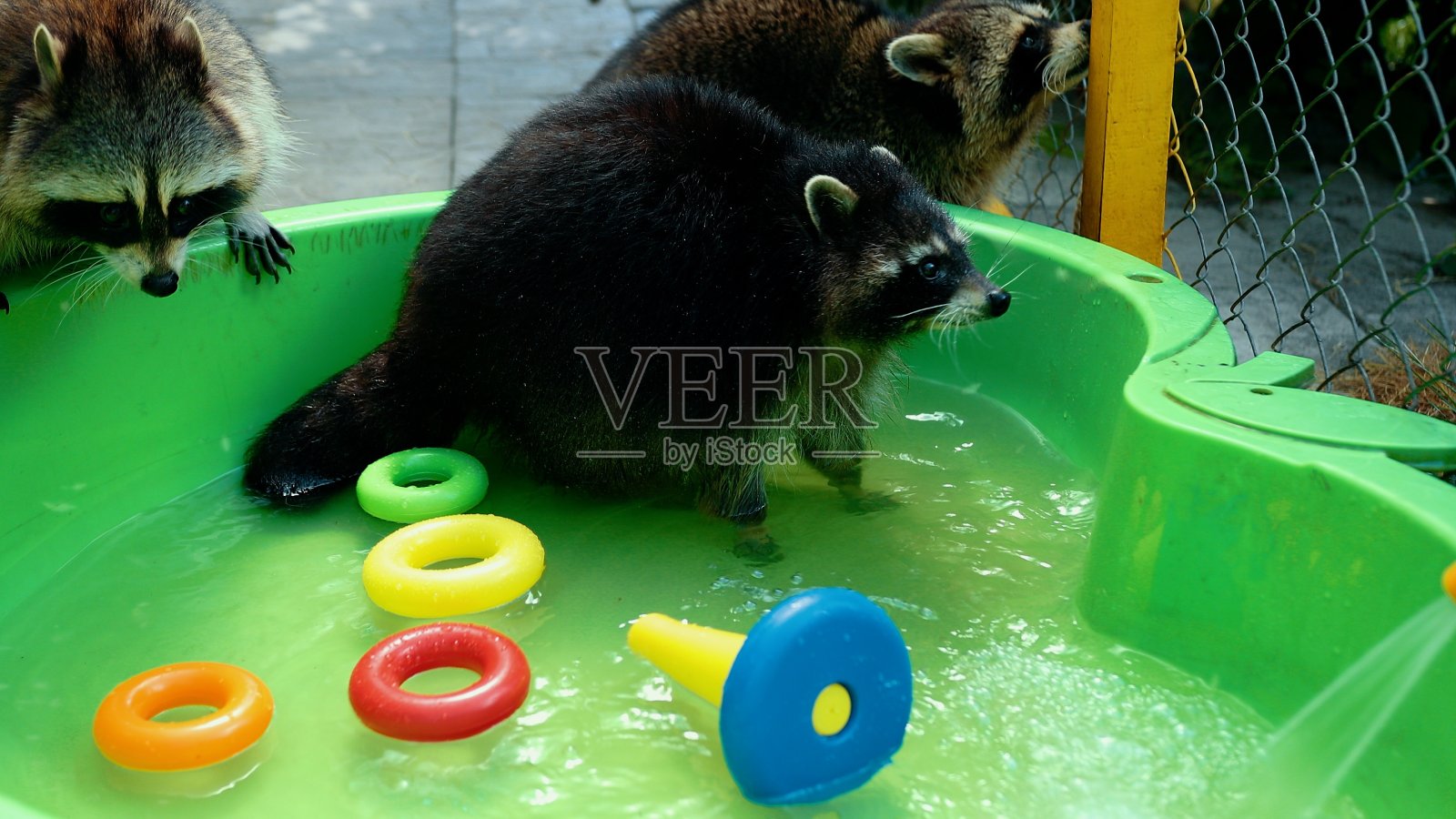 一群有趣的浣熊在绿色的水池里玩玩具。游戏的动物照片摄影图片