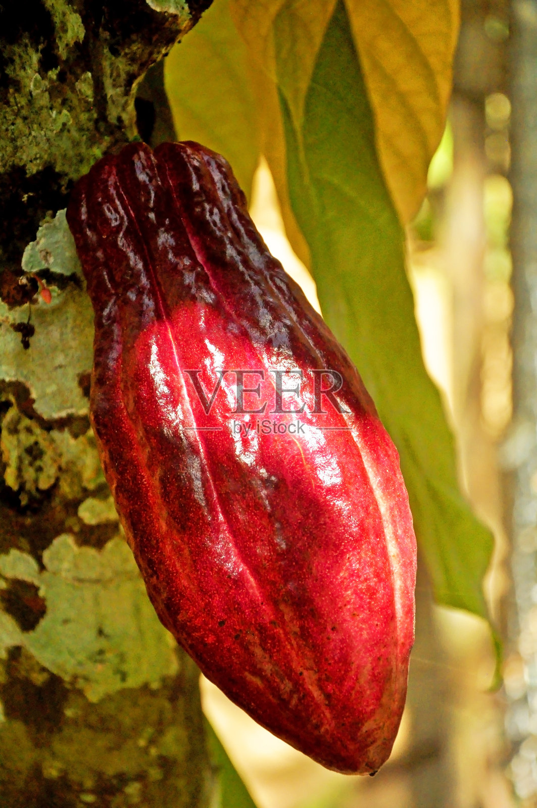 在阳光明媚的日子里，树上生长着红色的可可果实照片摄影图片