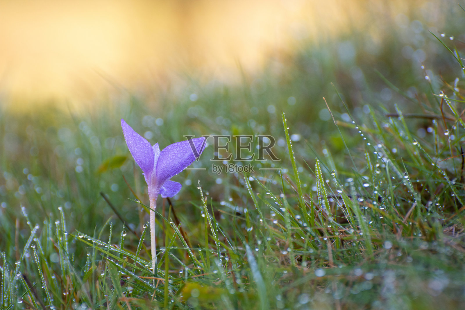 番红花在早晨开花，在日出时开花照片摄影图片