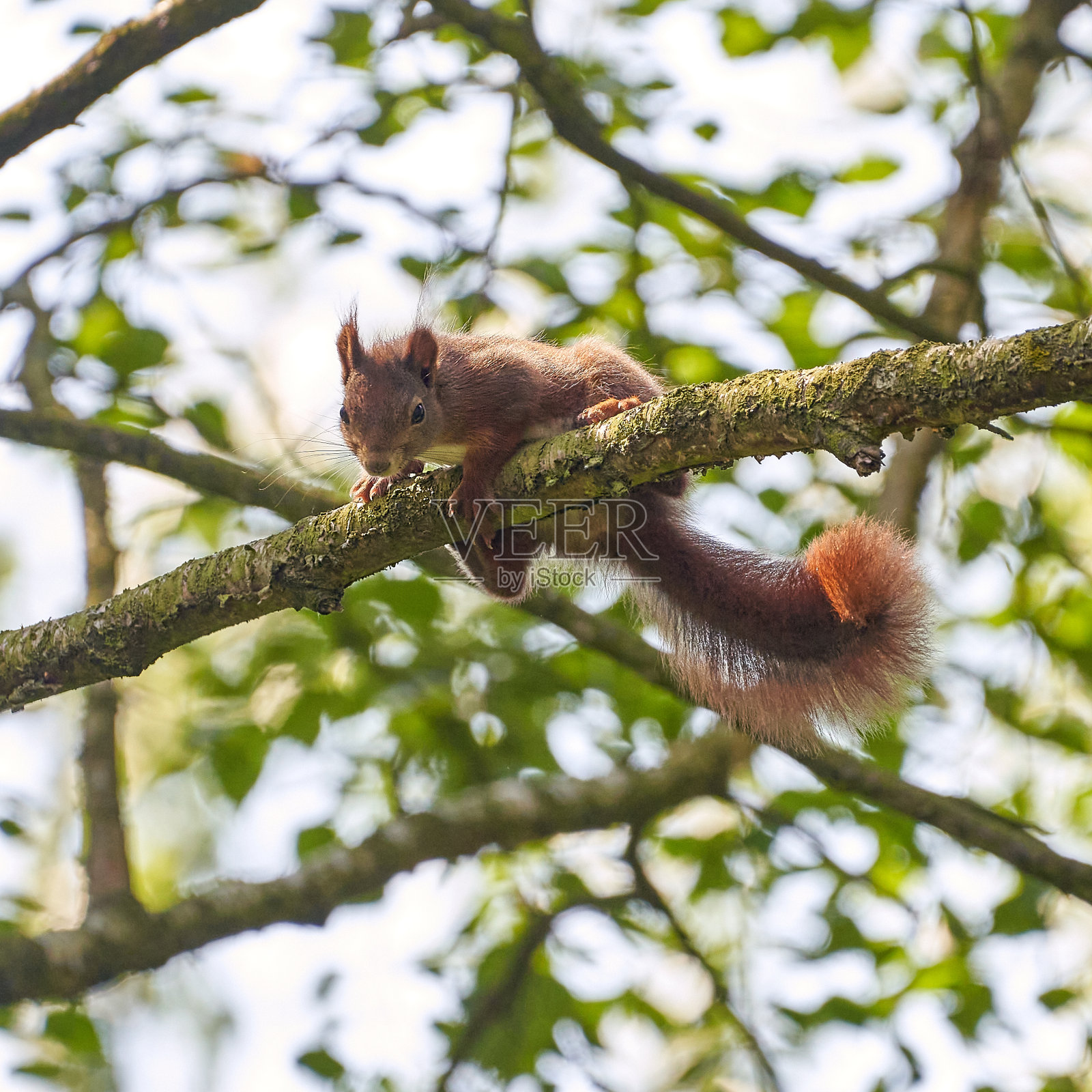 松鼠(Sciurus vulgaris)绝望地抓着一棵光秃秃的松树树枝，从下面看，背景模糊照片摄影图片