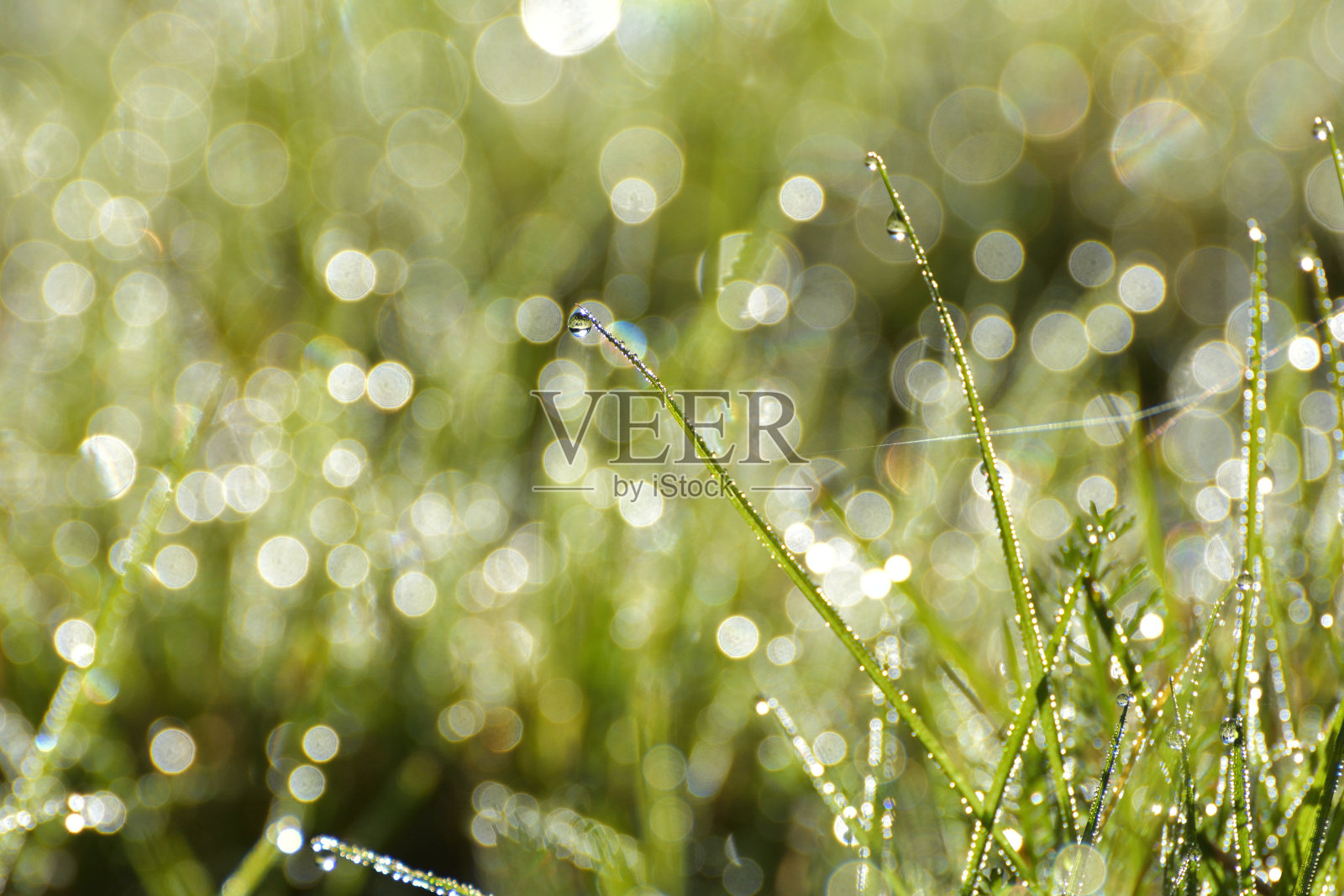 新鲜的绿草带着露珠在阳光下，浅浅的田野深处照片摄影图片