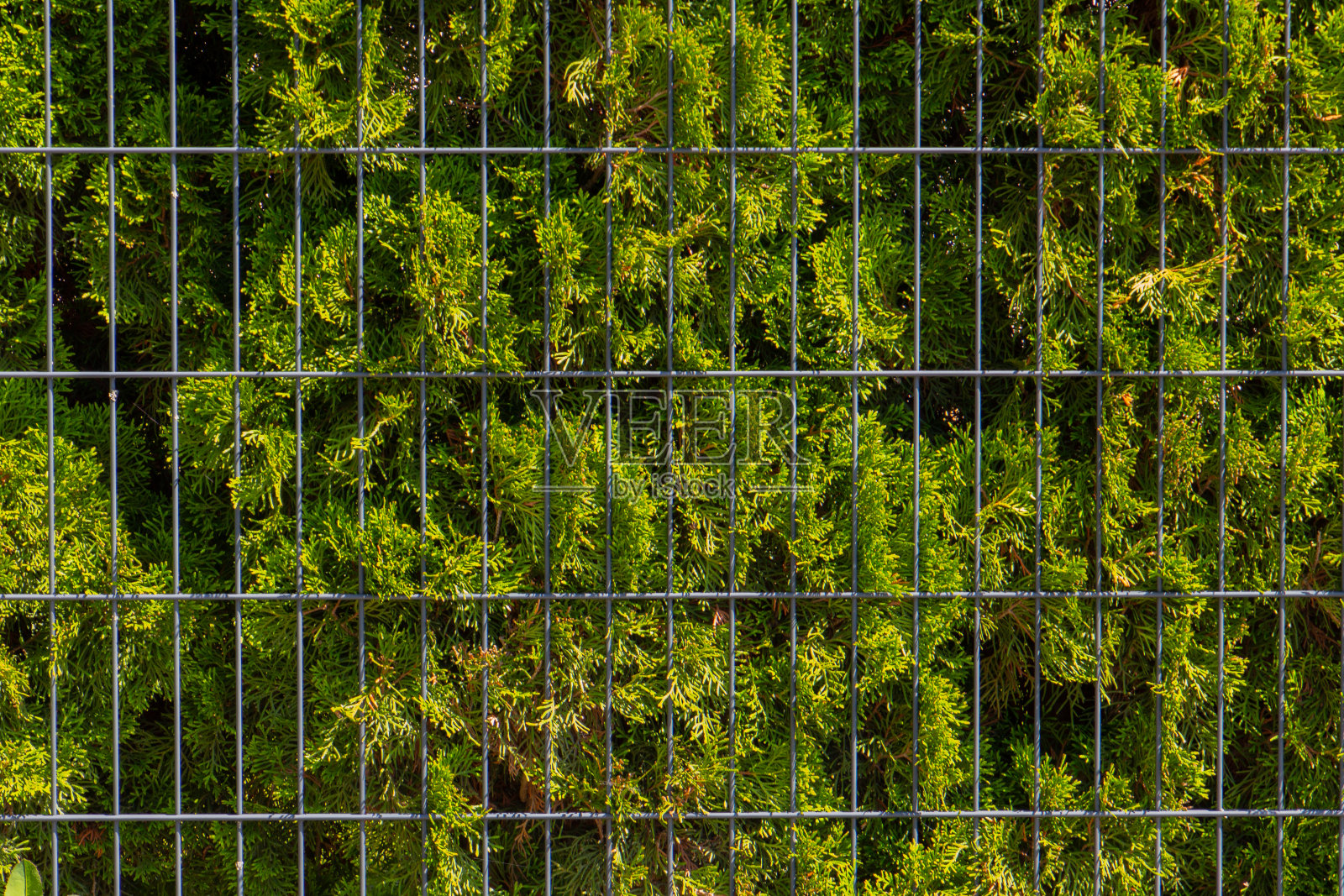 绿色thuja篱笆后面的金属栅栏照片摄影图片