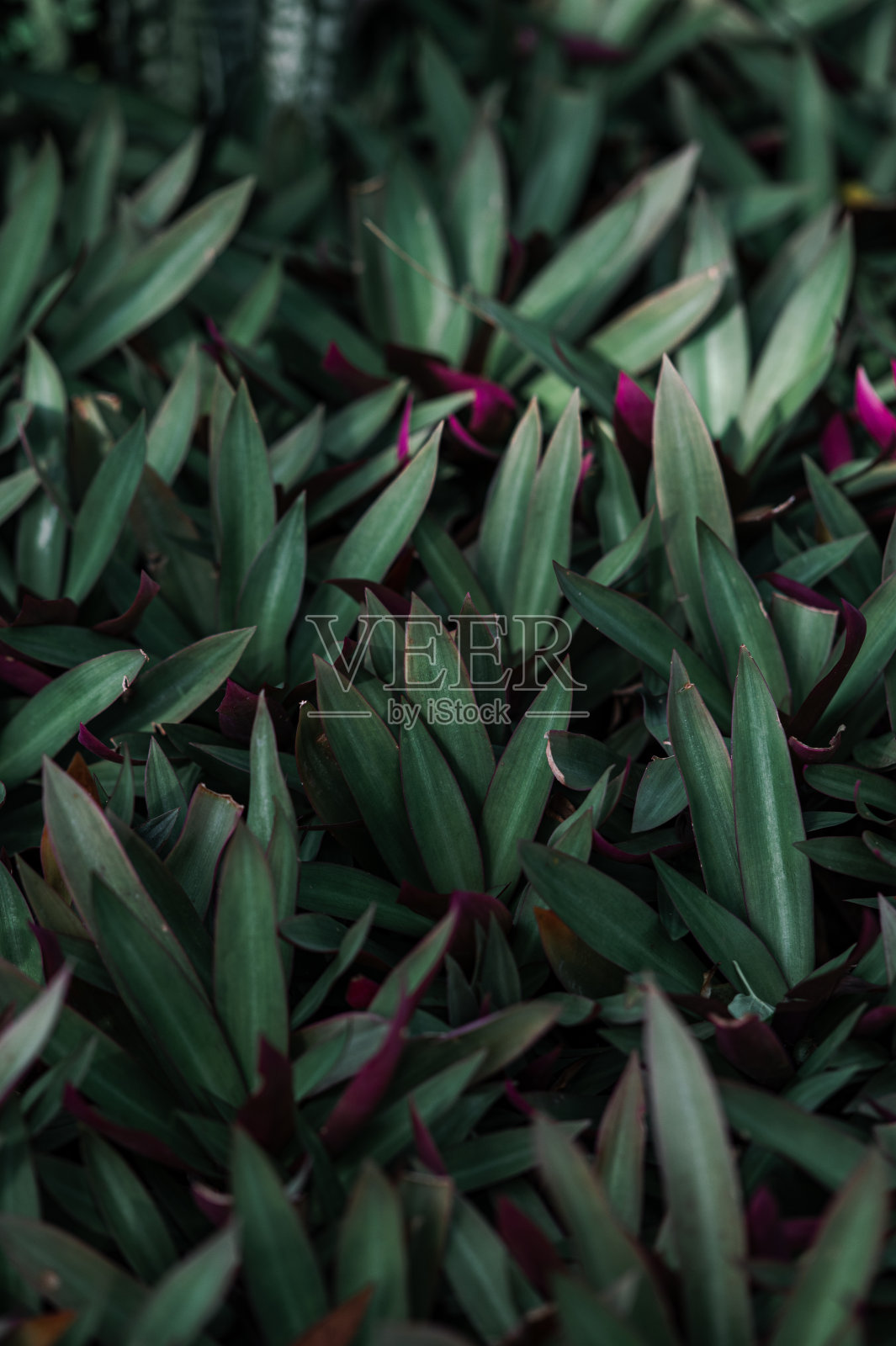 绿叶背景和棕榈树的特写自然视图。平的撒谎。黑暗的自然景观。热带的叶子。自然背景。照片摄影图片