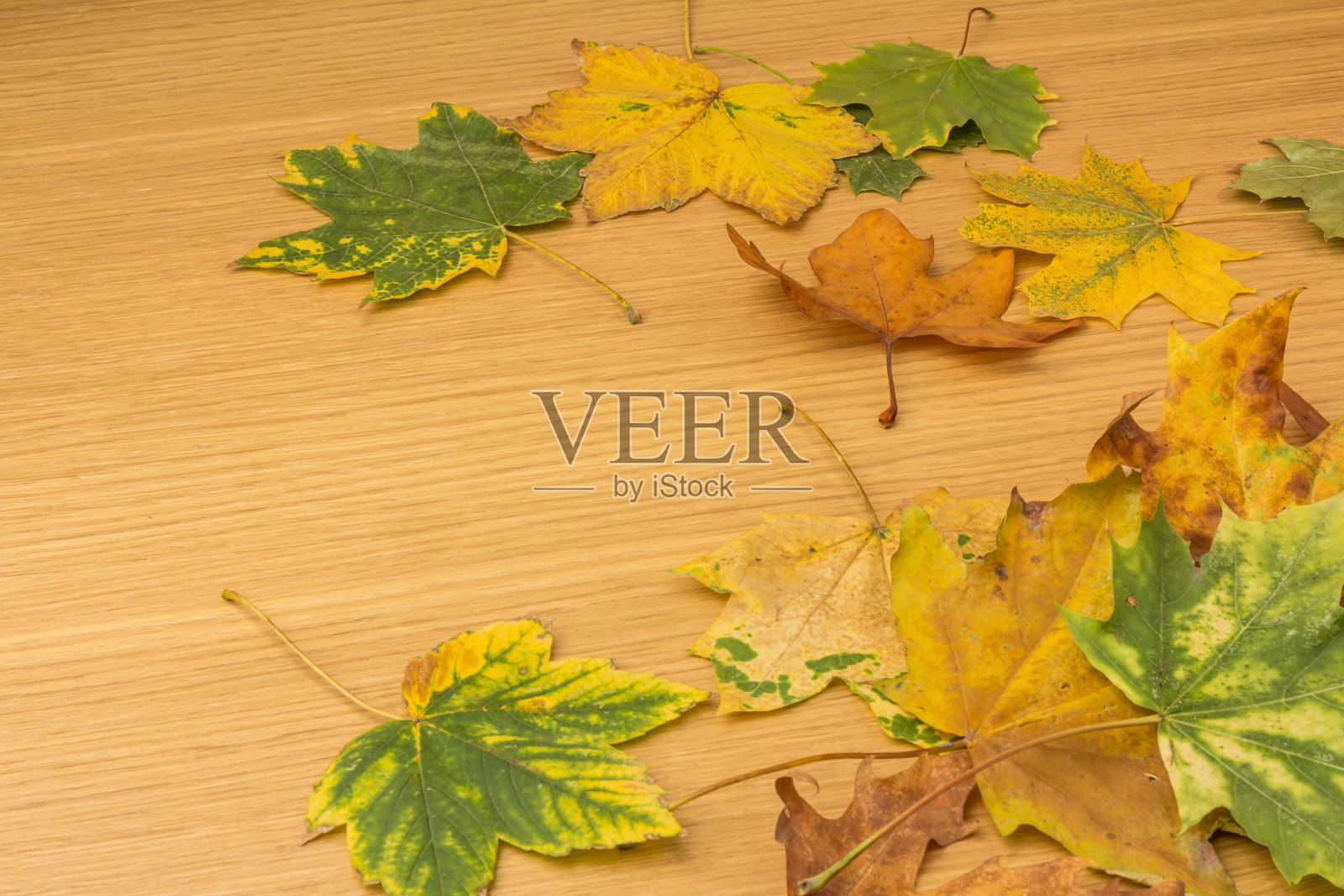 秋叶特写木背景。丰富的色彩背景照片摄影图片