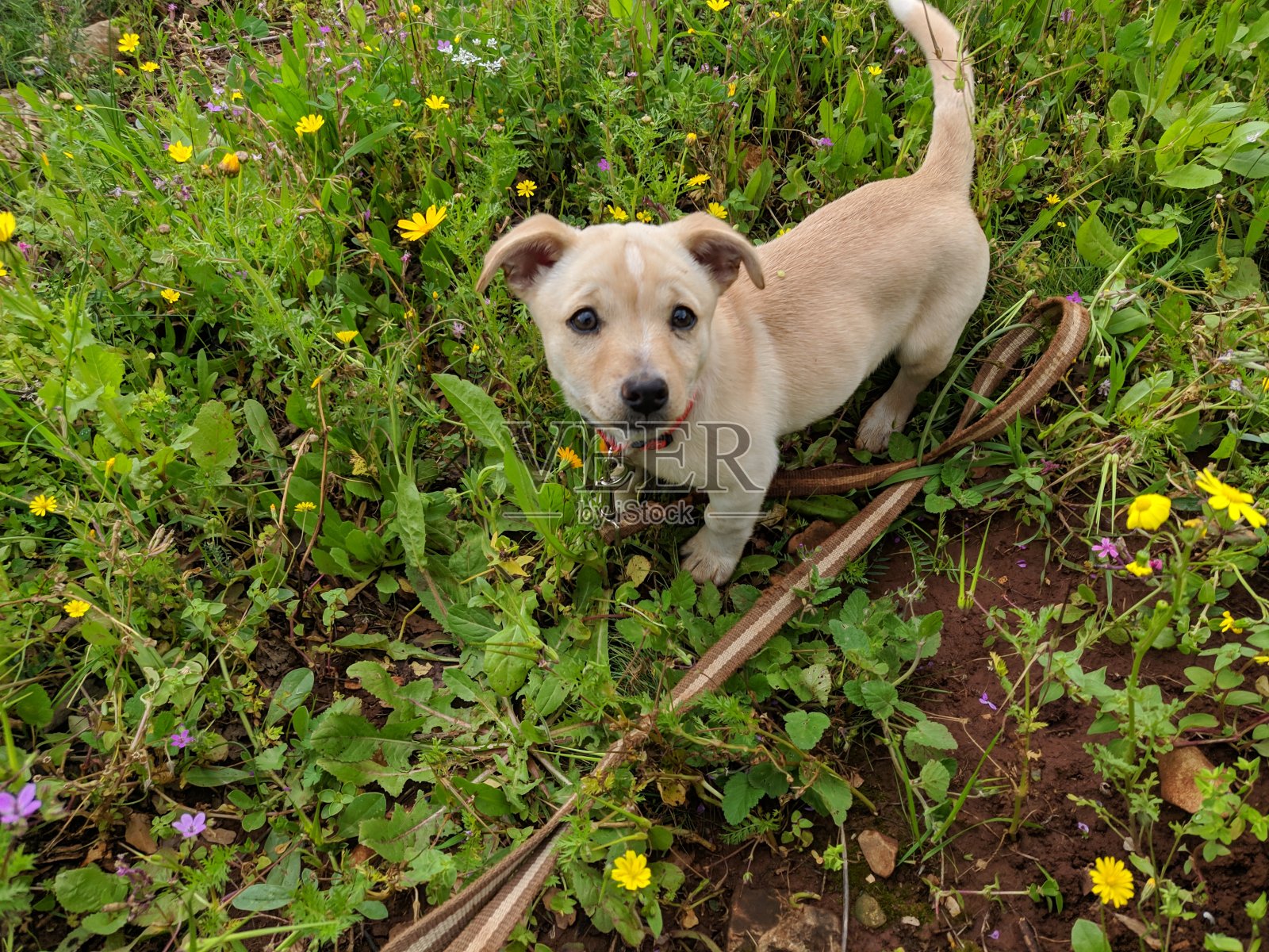 花园里的幼犬照片摄影图片