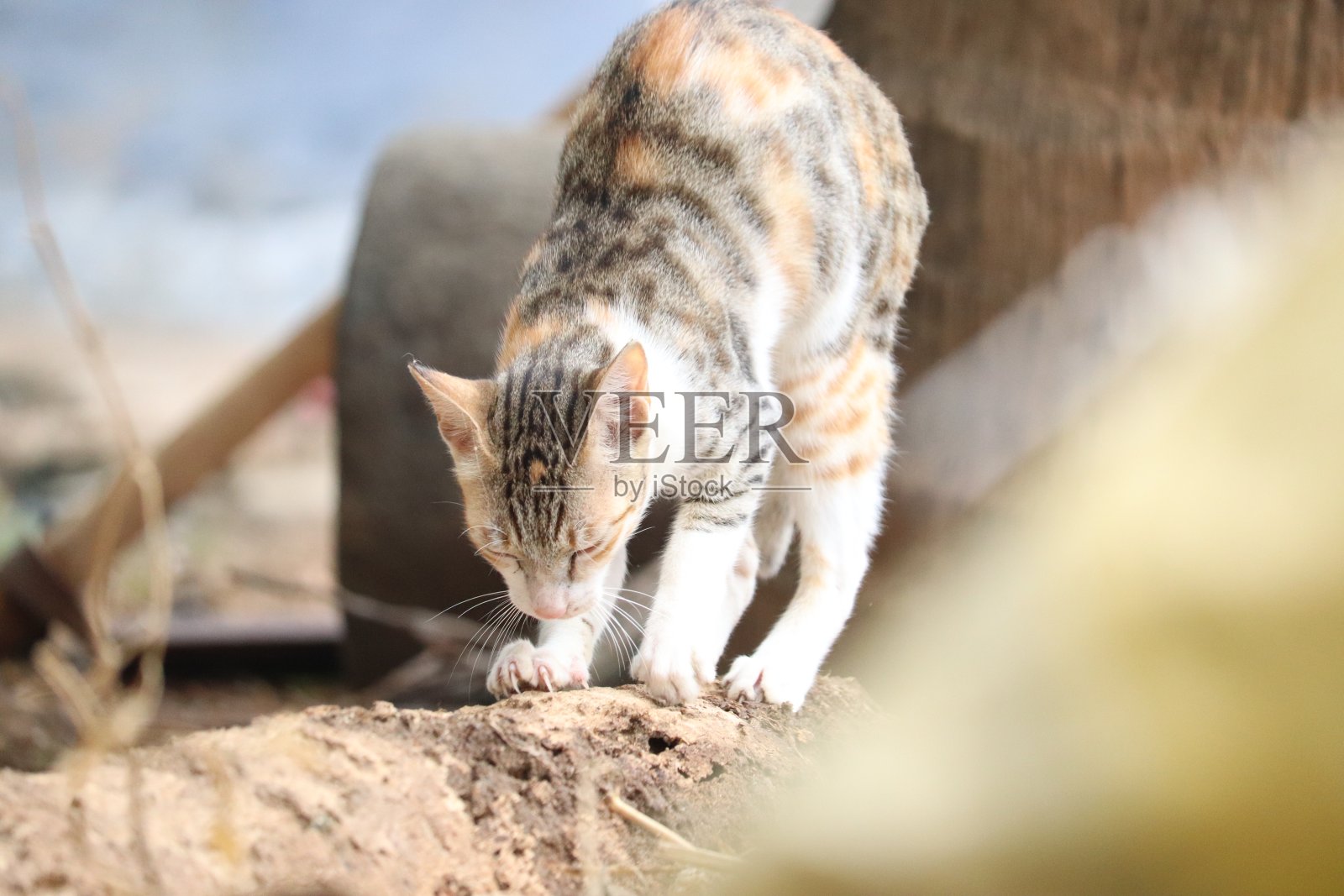 猫坐着找牛奶喝。照片摄影图片
